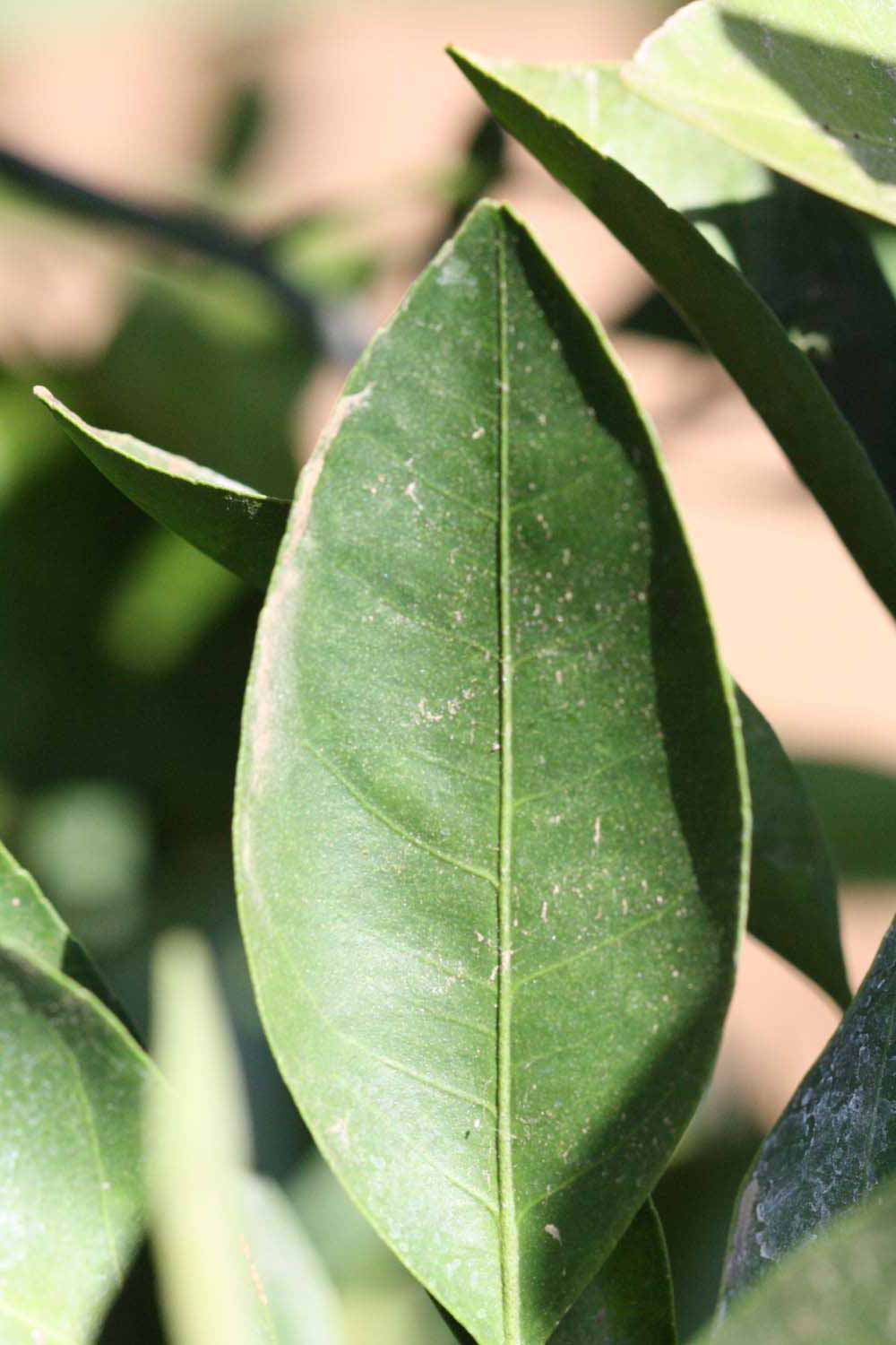            Unifoliolate leaf (Riverside, CA)   